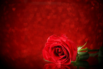 Red rose on lights background