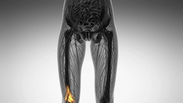 knee medical scan footage