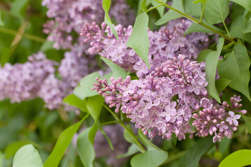 lush blossoms lilac in spring park or garden