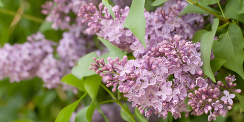 Fototapeta na wymiar lush blossoms lilac in spring park or garden