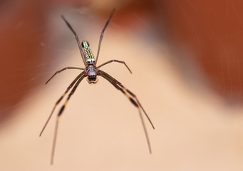 Macro photo of a colorful garden spider on the web, in Serra do Cipó, Minas Gerais, Brasil.