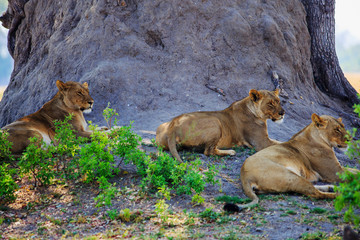 Three Lioness (Panthera Leo)  resting beneath a large Tree Trunk, all the lions are awake and alert. Hwange National Park, Zimbabwe