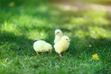 Little chicks on green grass in the park