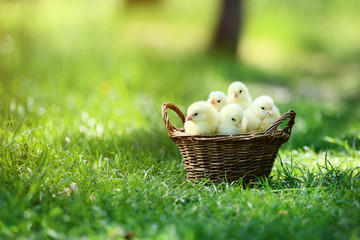 Little chicks in basket on green grass