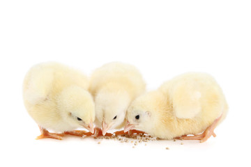 Fototapeta premium Little chicks isolated on white background