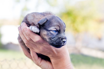 A woman holds a small puppy on her hands. Love to animals_
