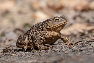 Toad