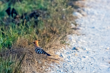 Eurasian hoopoe (Upupa epops)  in Jim Corbett National Park, India