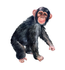 Сhimpanzee monkey colorful isolated on white background. Watercolor. Illustration. Template. Close-up. Clip art. Hand drawn. © Yuliia