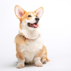 Corgi Fluffy Dog Isolated