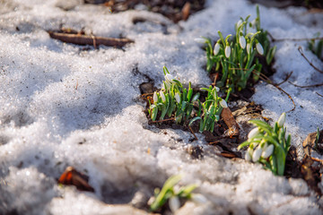 snowdrop close up in snow. spring is coming. copy space