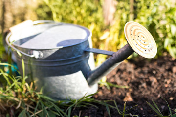 Metal Watering can in a garden