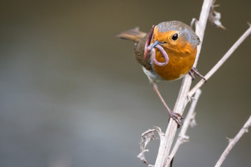 Feeding Robin