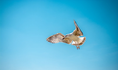 Single seagull flying in a cloudy sky
