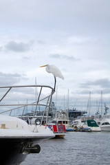White egret bird sitting on bow of boat in the marina.