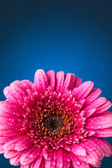 Fresh Gerbera flowers.