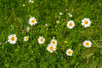 White daisy blooms with selective focus on the field in the summer. Nature background with blossoming daisy flowers close up in sunny day.