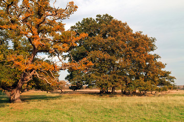 Oak Trees with Autumn leaves at Stanford on Avon Northamptonshire