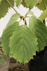  Green leaves of the spring