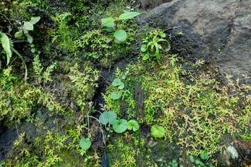 Close up photo of Vegetation growing on side of Rocky wall.