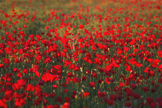 Papaver or poppy flowers colonizing a field in spring © Azahara MarcosDeLeon