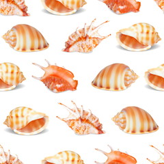 Seashell collection vector illustration.