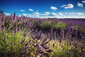 Lavender fields