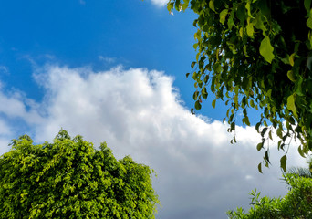 cloud on blue sky with green foliage