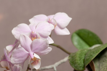 Obraz na płótnie Canvas Phalaenopsis orchid flowers (butterfly orchid)
