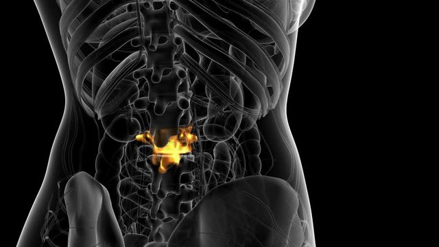 SPINE bone skeleton x-ray scan