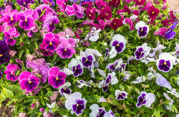 Colorful Pansie flowers in flower bed with dew drops