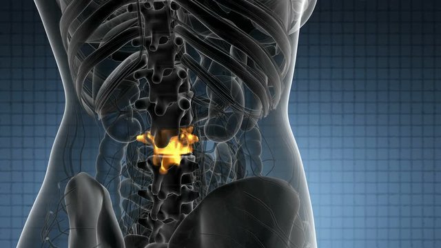 SPINE bone skeleton x-ray scan