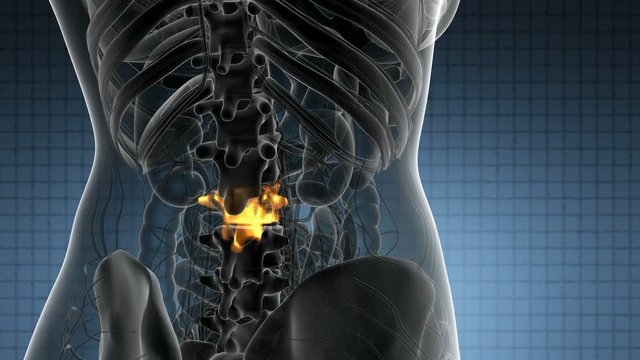 SPINE bone skeleton x-ray scan
