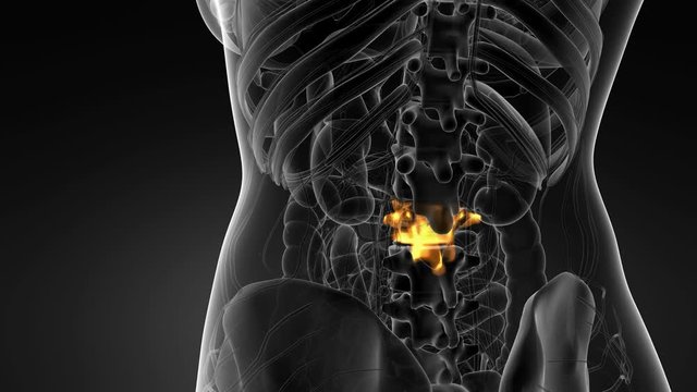 SPINE bone skeleton x-ray scan