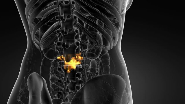 SPINE bone skeleton x-ray scan