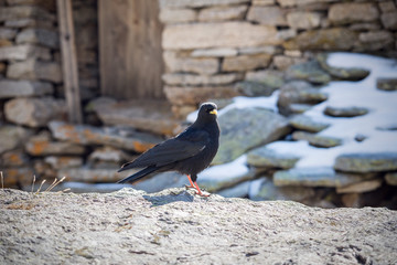 The alpine chough
