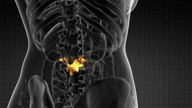 SPINE bone skeleton x-ray scan