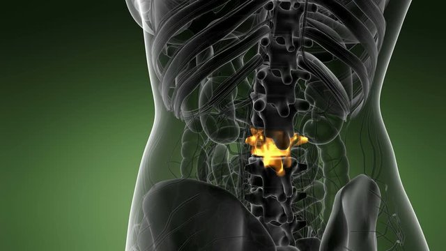 SPINE bone skeleton x-ray scan