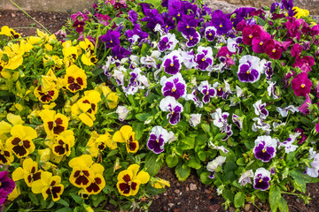 Colorful Pansie flowers in flower bed with dew drops on petals