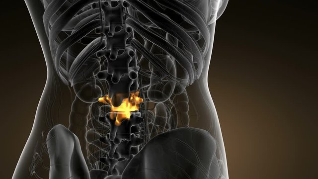 SPINE bone skeleton x-ray scan