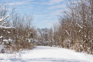 Snow Saplings Path