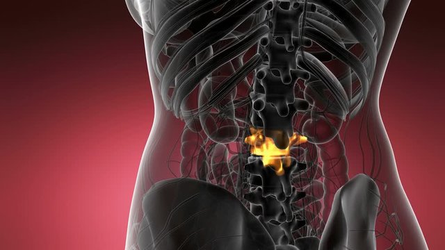 SPINE bone skeleton x-ray scan
