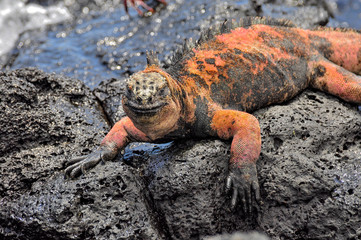 A red Iguana