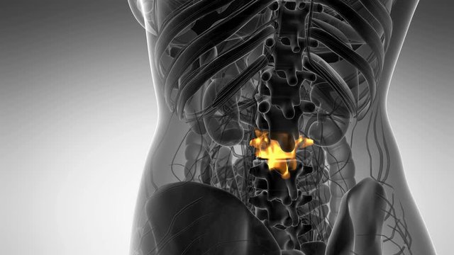 SPINE bone skeleton x-ray scan