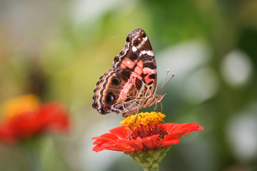 butterfly on flower (Vanessa braziliensis )