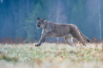 Cougar (Puma concolor), also commonly known as the mountain lion, puma, panther, or catamount. is...