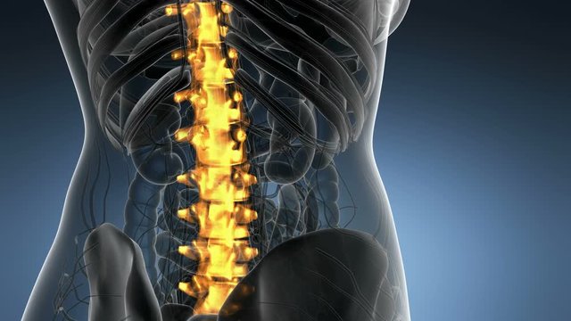 SPINE bone skeleton x-ray scan