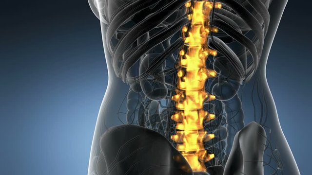 SPINE bone skeleton x-ray scan