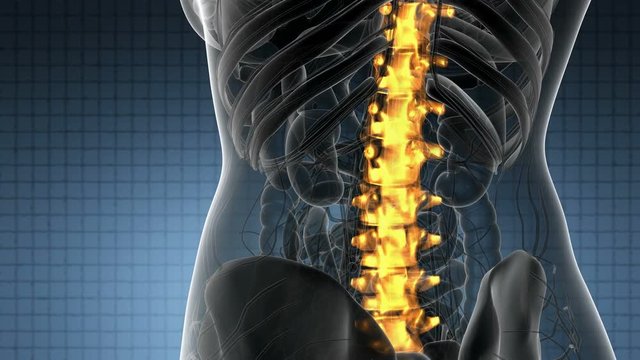 SPINE bone skeleton x-ray scan