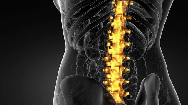 SPINE bone skeleton x-ray scan